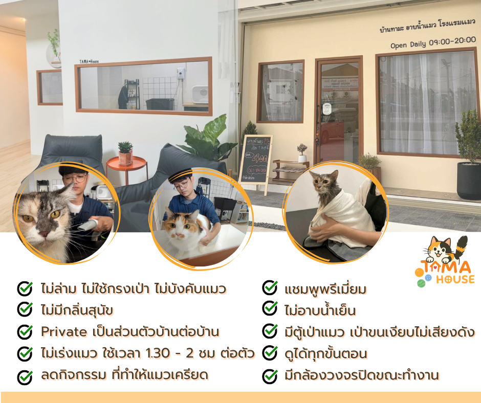 บริการอาบน้ำแมวบ้านทามะ